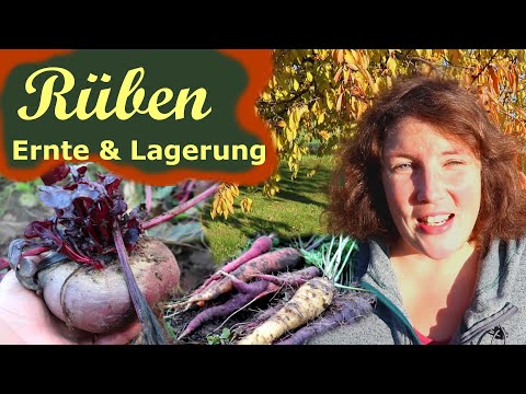 , title : 'Rüben 🥕💛 ernten & einlagern │ Selbstversorgung'