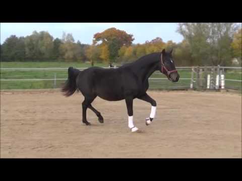 2j.W v. Fürst Wilhelm zu verkaufen