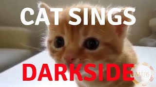 Cats Singing Song | Darkside by Alan Walker