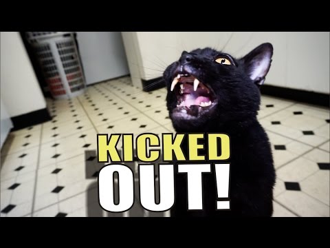 Talking Kitty Cat 51 - Kicked Out!