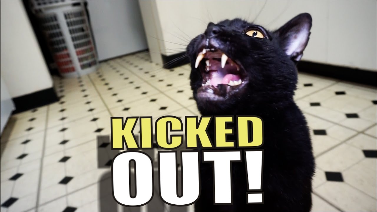 Talking Kitty Cat 51 - Kicked Out!