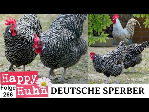 Deutsche Sperber-Hühner im Rasseportrait bei HAPPY HUHN E 266 - Gesperberte Hühnerrassen