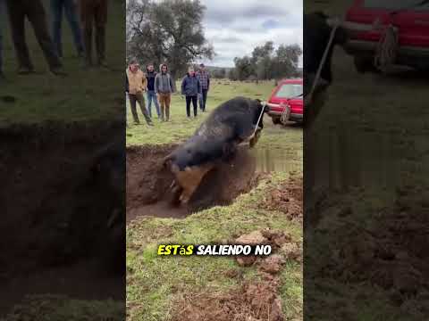 INTENTAN SACAR A UN TORO BRAVO CON UN COCHE… Y TERMINA EMBISTIENDO 😱🐂🚗 #shorts #toros #bulls