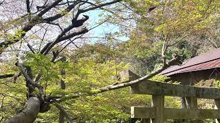 【下関市】稲荷神社の桜