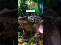 Dinosaur Kandaloo Ivide Entha Iganee IMG Worlds Of Adventure Shorts Dubai Uaeg