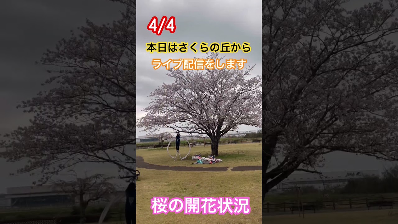 4/4 本日　さくらの丘からのライブ配信をお楽しみくださいませ🙏 いつもとは違う景色をご覧くださいませ🙏#shorts #成田空港 #飛行機 #桜 #さくらの丘 #loveflightjack