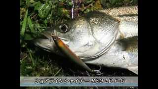 DAIWA SHORE LINE SHINER R50