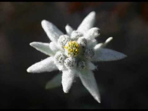 Bunga Edelweiss - Thomas Arya  (lirik)