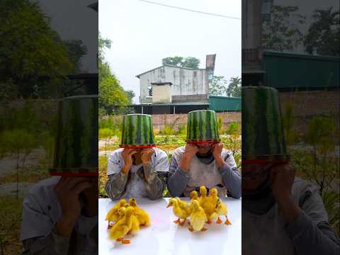 Hai anh em trêu chọc nhau siêu dễ thương 🍉🦆🦆🦆🦆🍉👴 #shorts #cute