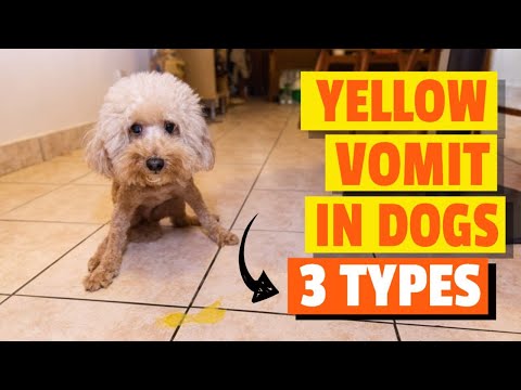 YouTube video about Understanding the Mystery Behind Dog Vomiting Yellow Bile