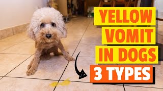 🐶😮YELLOW VOMIT in DOGS (TYPES Causes and Treatment)