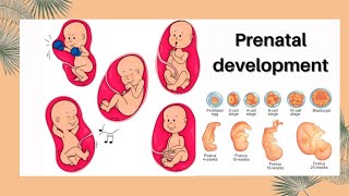 Prenatal development | Stages of prenatal development