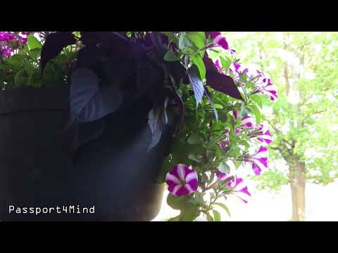 Secret Garden Guided Meditation - 20 minutes - Relaxation & Mindfulness Practice