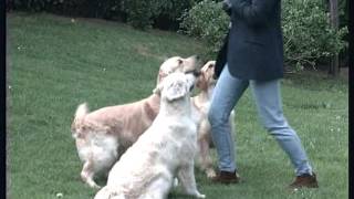 The Golden Retriever – Pet Dog Documentary English