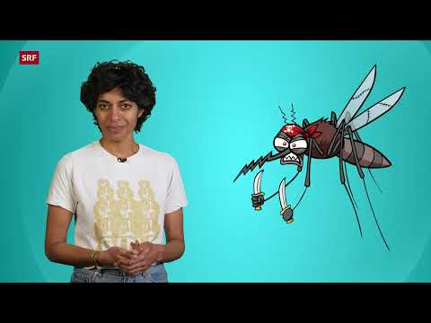 SRF Kids – Clip und klar! Deshalb braucht die Welt Mücken 14.05.2025