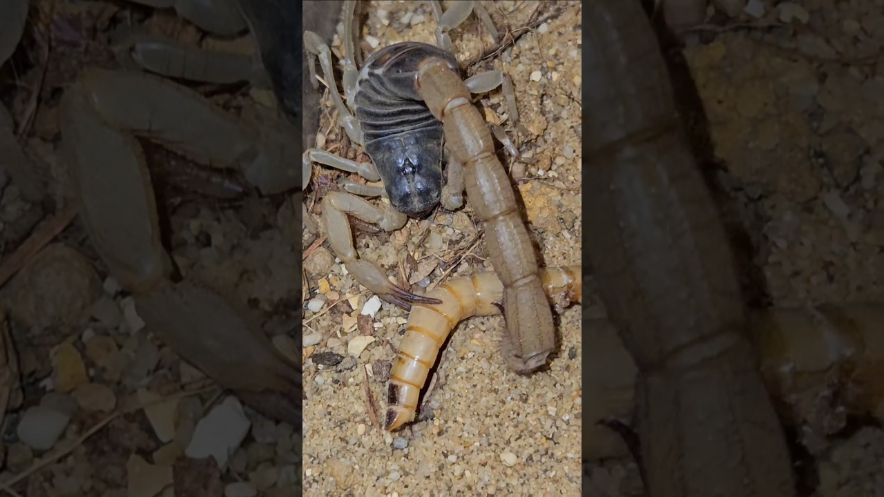 Anakin the Hadrurus Spadix 🖤 #invertebrates #inverts #Scorpion #sting #doublesting #feeding #food