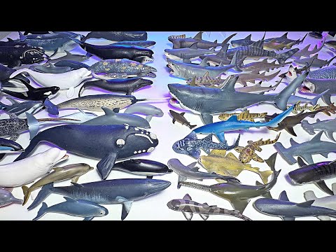 Sharks VS Whales Collection!