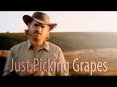 HaYovel | Just Picking Grapes