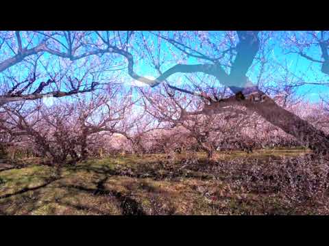 ドローン曽我梅林