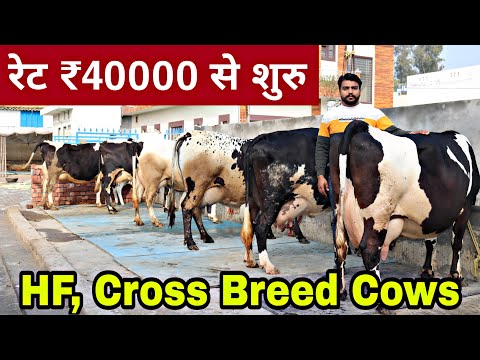 8930972881📞HF and Cross Breed Cow available for Buyers. Supply All Over India. Radhe Krishna Dairy