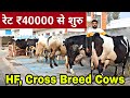 8930972881 HF And Cross Breed Cow Available For Buyers Supply All Over India Radhe Krishna Dairy