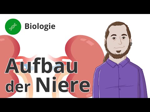 Aufbau der Niere: das sind die wichtigen Begriffe – Biologie | Duden Learnattack