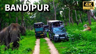 Bandipur Tiger Reserve Safari and Stay Package | Bandipur Safari Lodge by JLR | 4K UHD