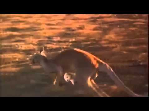 Napoleon - Kangaroo Song