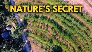 How to Grow Food Without Buying Fertilizer or Watering