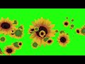 Sunflower Green Screen
