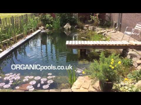 Dutch Family Flood Entire Garden - for an Organic Pool