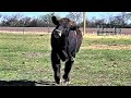 Rescued cow comes running when called by his name