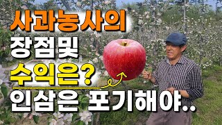 사과농사의 장점및 수익은? 인삼농사 30년 이제 포기해야..