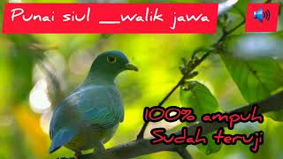Download lagu Suara pikat ampuh burung walik ||Punai Salung/punai Siul/punai jawabarat/ptilinopus melanospilus mp3