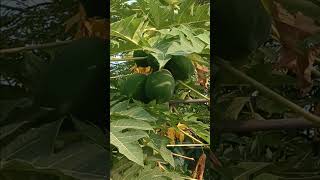 Download lagu Sarap mamitas ng Bunga ng papaya! pahingi.po.#shorts mp3