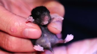small pets - hamster baby - hamster baby bikini kill
