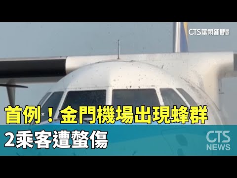 首例！　金門機場出現蜂群　2乘客遭螫傷