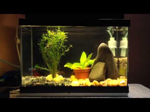 Simple Betta Fish Tank Setup