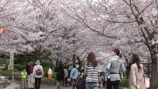 preview picture of video '神戸・王子動物園の満開の桜  Cherry blossoms in full bloom in Kobe City Oji Zoo'