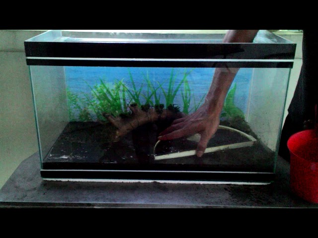 Membuat aquascape ala pemula