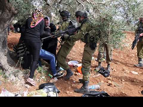 Cutting Olive Trees is a War Crime