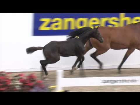 Cornetto PB Z (Cornet Obolensky - Quaprice Z)