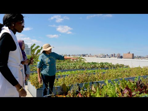 A rooftop veggie garden in the Bronx? SBH teaches the next generation healthy eating
