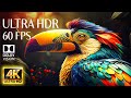 4K HDR 60fps Dolby Vision with Animal Sounds & Calming Music (Colorful Dynamic) #4