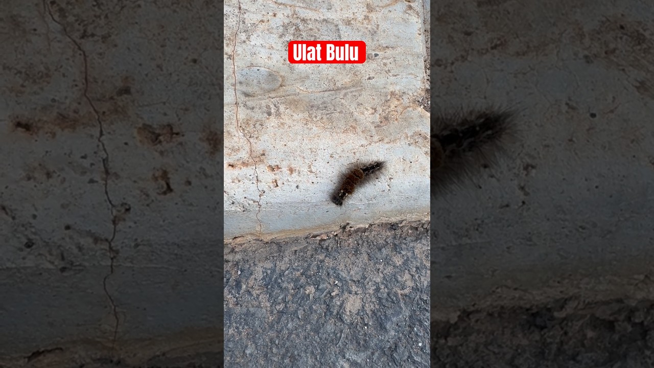 Ulat bulu #wildlife #animals #nature #natureanimaldocumentary #sinarluarsinema