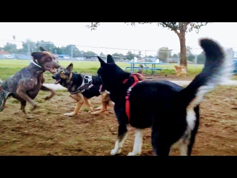 Girl Tries To Sabotage My Dogs Training At Dog Park