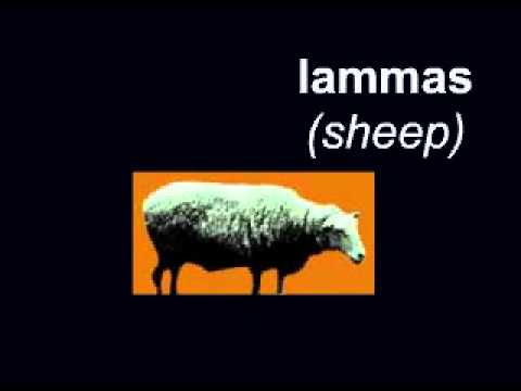 Learn Finnish - words for animals