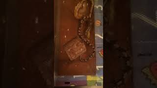 Kingsnake Reptiles Videos