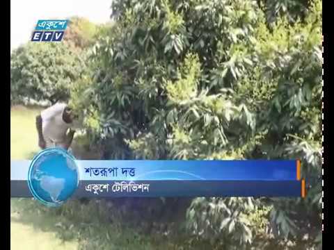 দিনাজপুর ও ঠাকুরগাঁওয়ের বাগানগুলো আম ও লিচুর মুকুলে ছেয়ে গেছে
