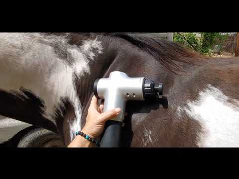 YouTube video about: How to use a massage gun on a horse?